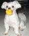 Lucky Doggie
